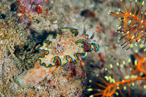 Glossodoris cincta nudibranch crawling on the coral. Underwater photography. photo