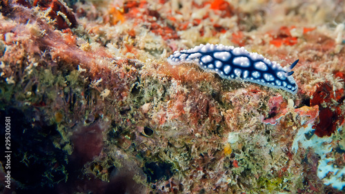 Phyllidiella pustulosa nudibranch crawling on the coral reef.