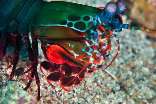 Powerful weapon of the Peacock mantis Shrimp. Underwater photography.
