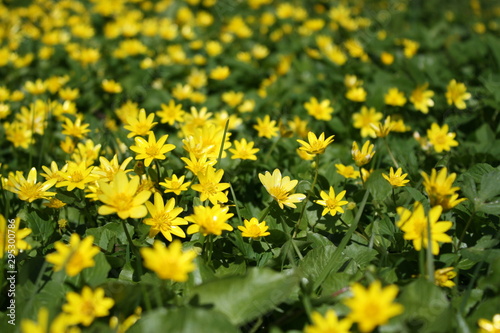 Yellow flowers in the meadow