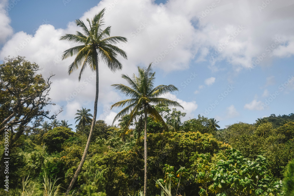 Palm Trees