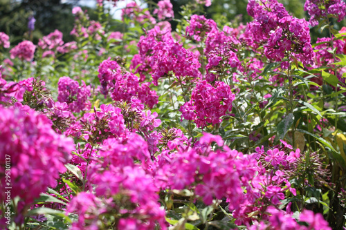 Pink color in the garden