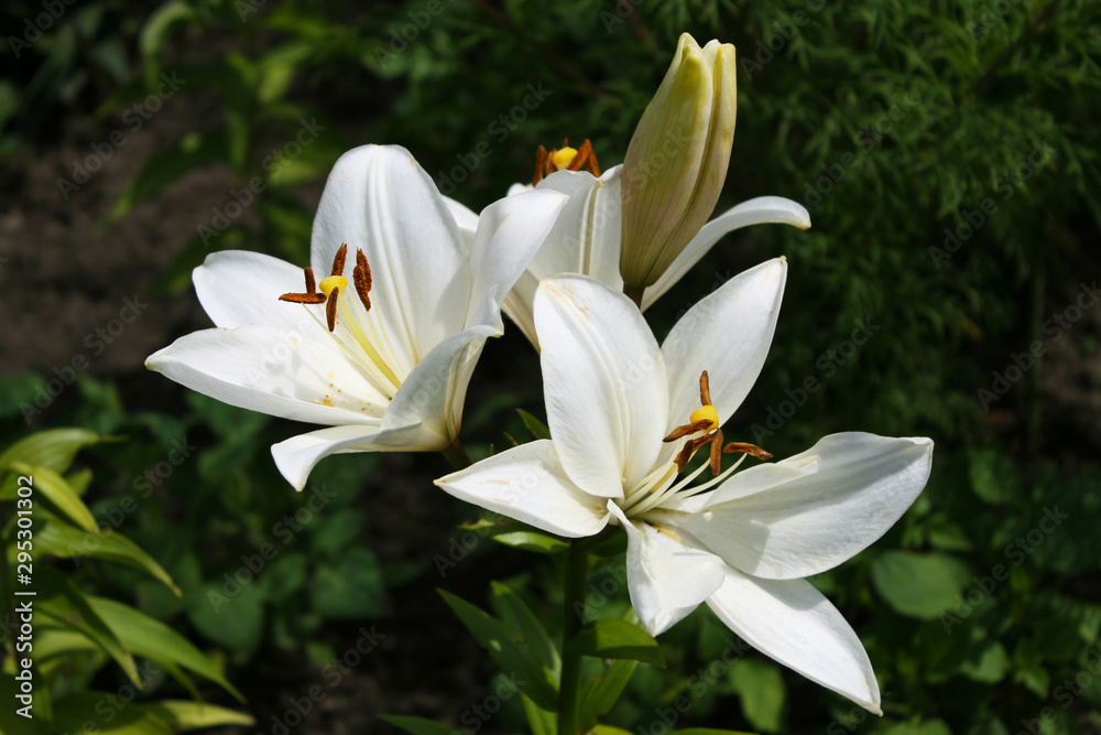 White Lily White Lily