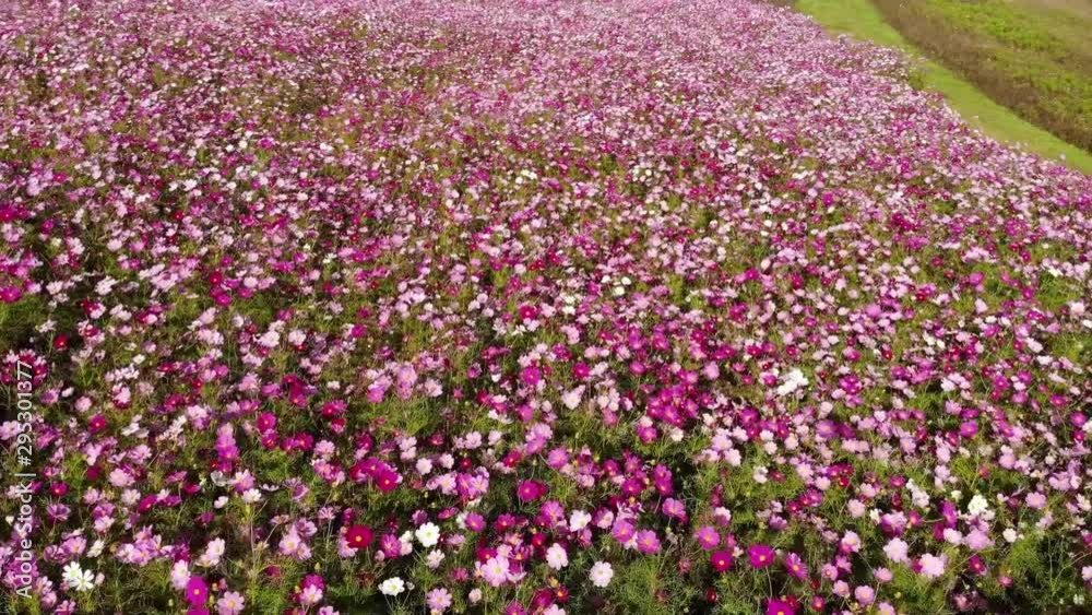 内山牧場のコスモス畑（ドローン空撮）