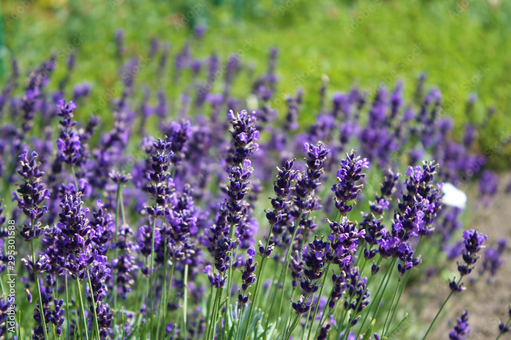 Obraz premium Butterfly on lavender