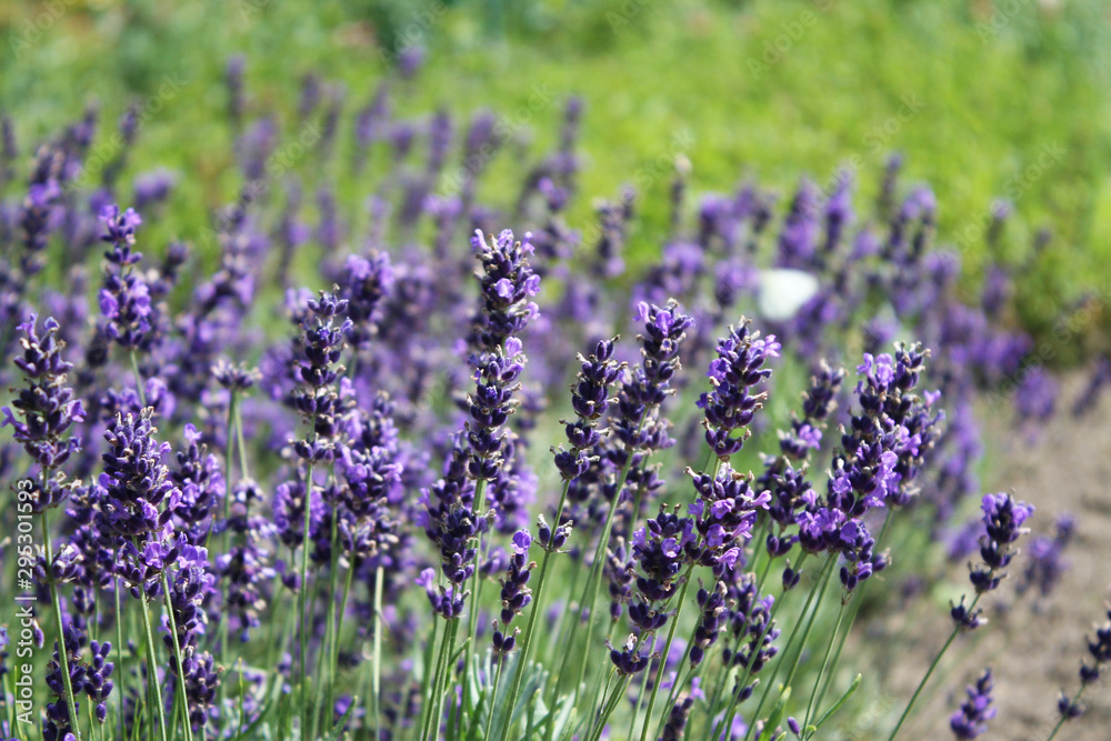 Obraz premium Butterfly on lavender