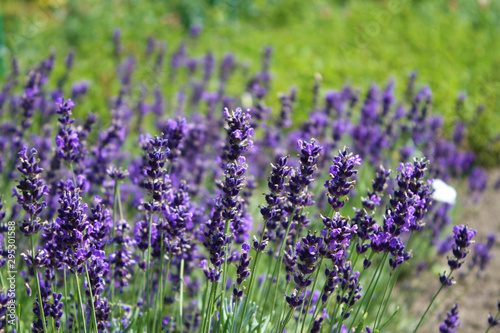 Butterfly on lavender