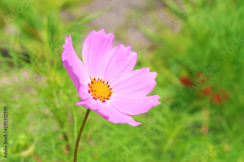 Pink flowers in the garden