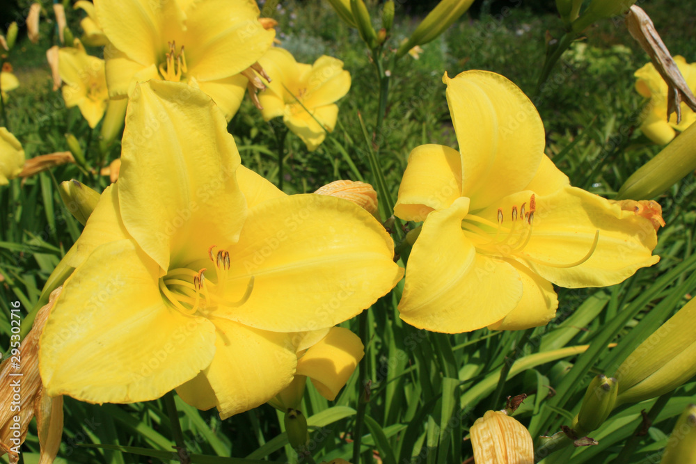 Obraz premium Yellow lily