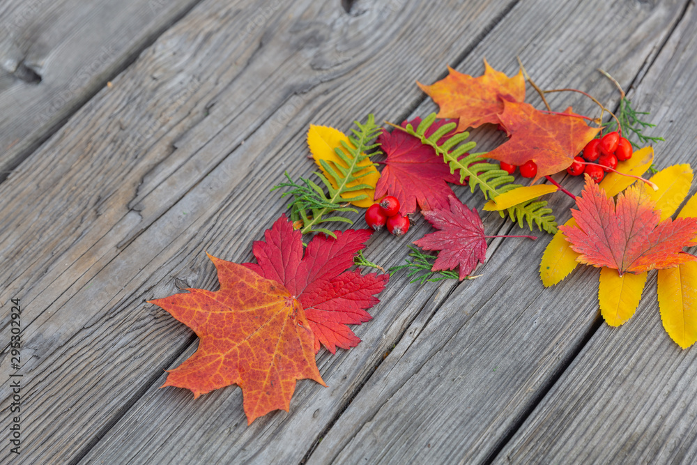 Obraz premium autumn background with colored leaves on wooden board 