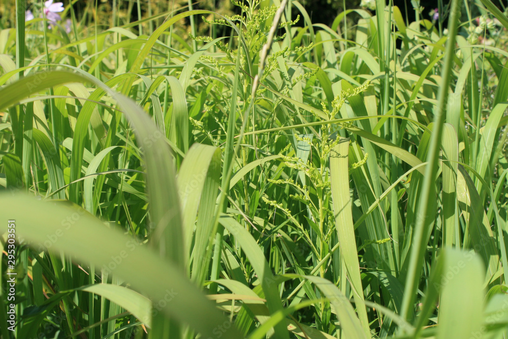 Obraz premium Green plants