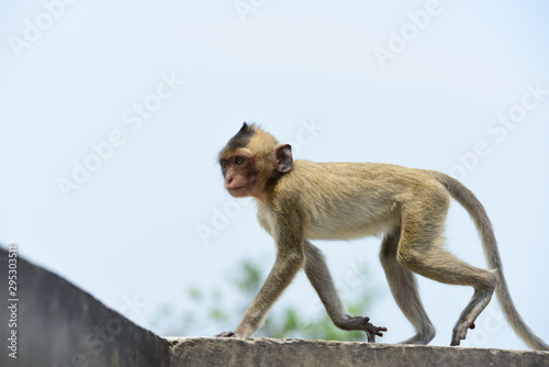 Monkey family has a monkey mother and a cute monkey baby.Monkey eating food that tourists throwMonkey is playing and staring