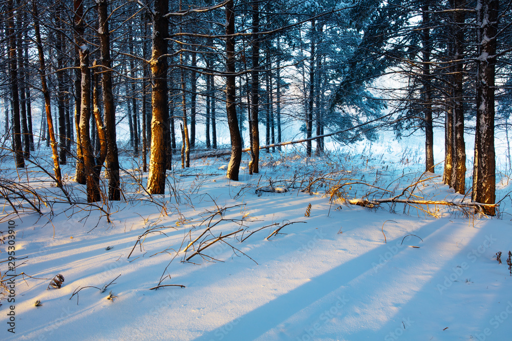 Fototapeta premium Winter landscape. Cold day.