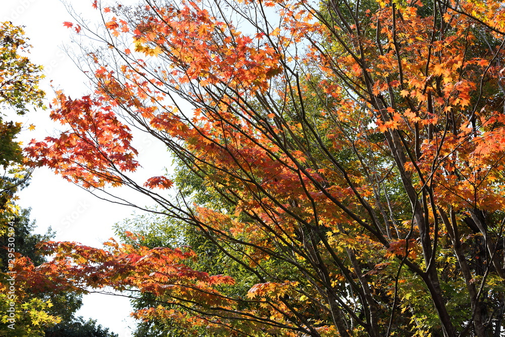 紅葉の風景 紅葉の風景