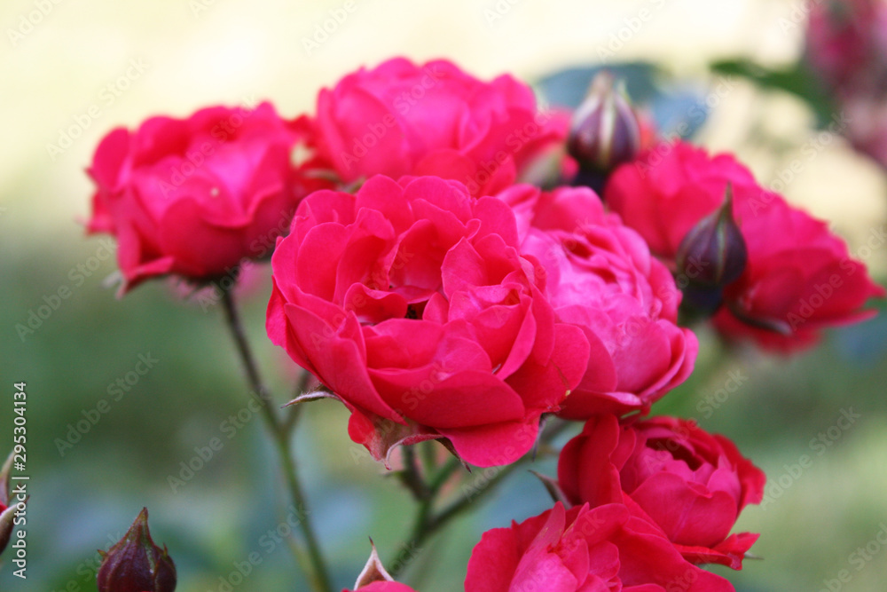 Red roses in the garden Red roses in the garden