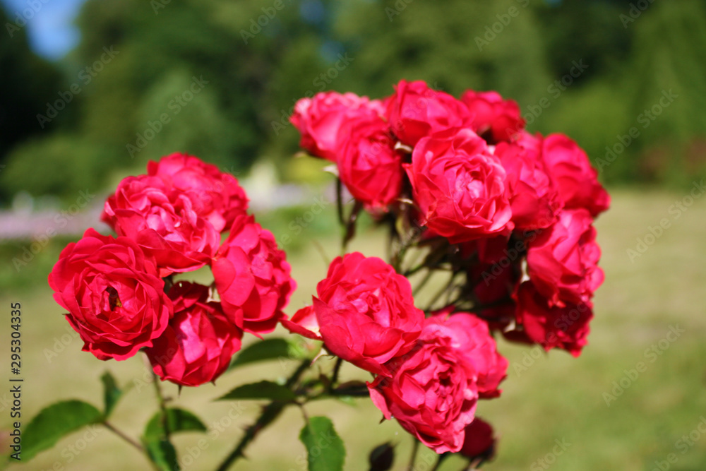 Obraz premium Red roses in the garden