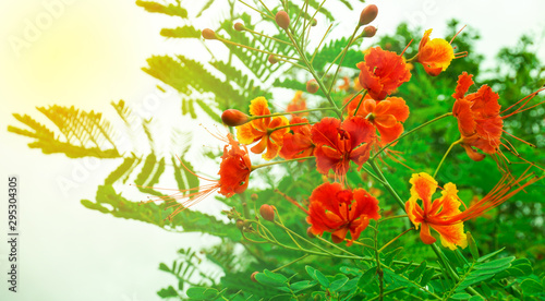 The Flame Tree or Royal Poinciana flower in garden