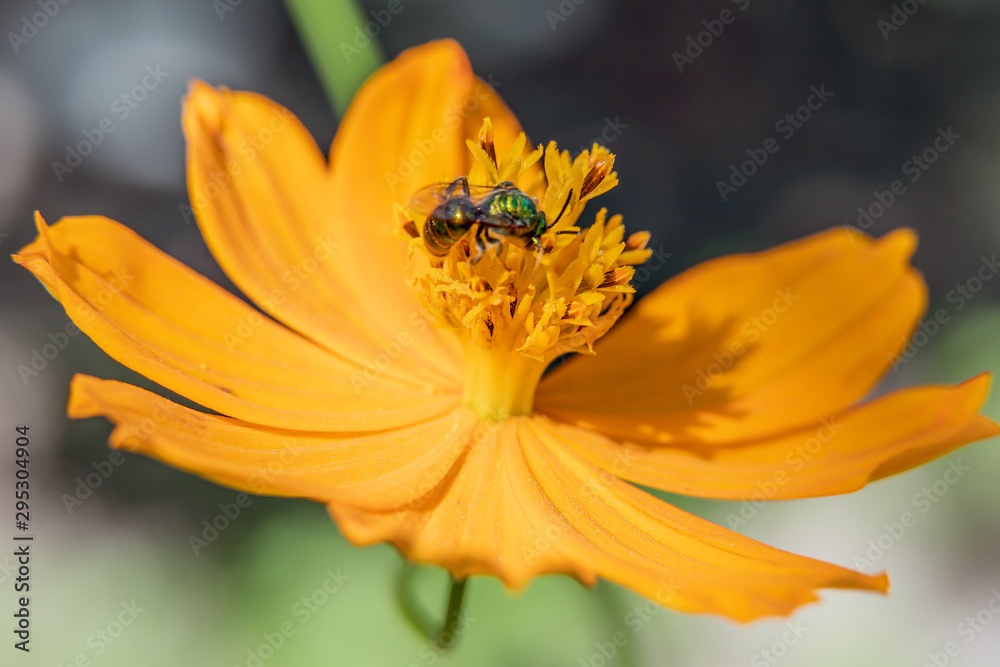 Background macro close up of a bright orange and yellow beautiful flower Sulphur Cosmos. Background macro close up of a bright orange and yellow beautiful flower Sulphur Cosmos.