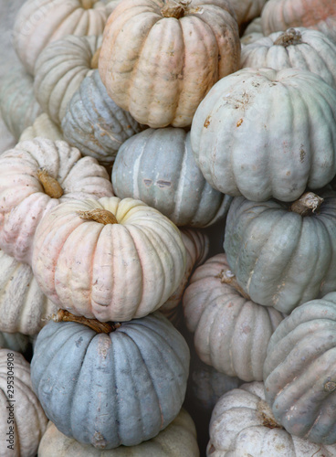  pumpkins