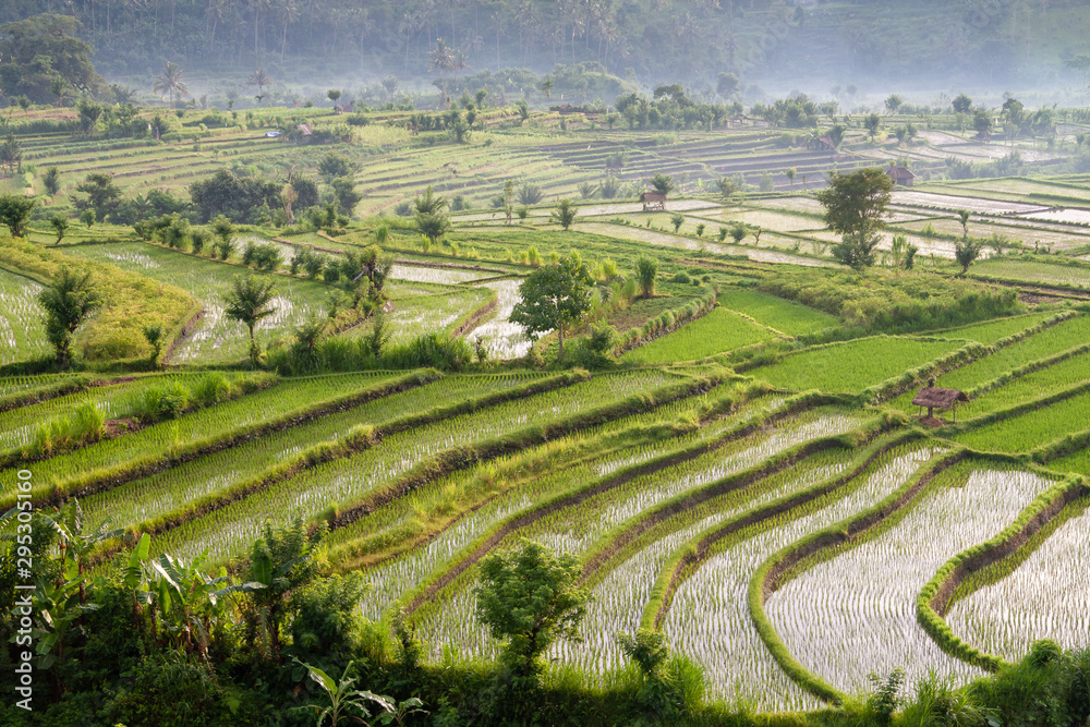 Rice fields in the neighbourhood of Tirta Gangga, Bali, IDN Rice fields in the neighbourhood of Tirta Gangga, Bali, IDN
