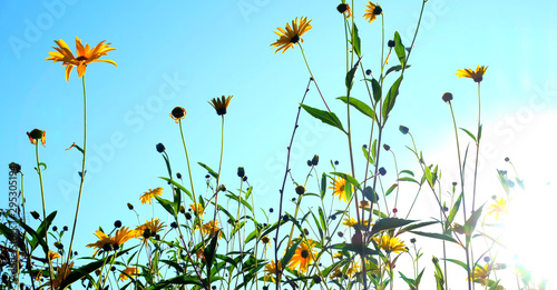 yellow daisies and a turquoise sky photo