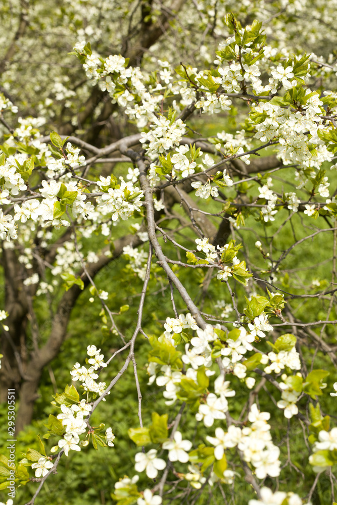 Fototapeta premium white flowers of apple tree in spring