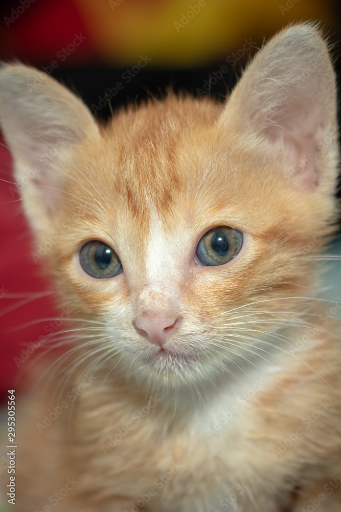A cute and fluffy orange cat
