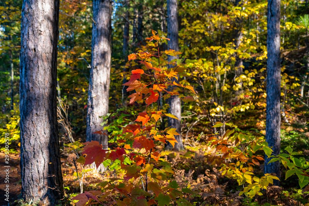 Little Maple Tree With Bright Red Fall Leaves in the Forest Little Maple Tree With Bright Red Fall Leaves in the Forest