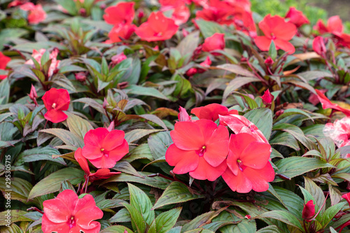Tableau sur toile Impatiens walleriana Hook. f.