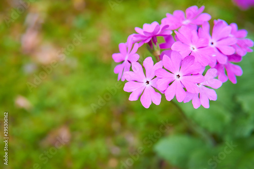 Fototapeta Naklejka Na Ścianę i Meble -  日本サクラソウの花