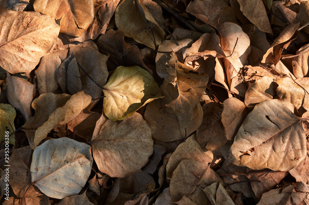 Fototapeta premium The dry leaves under tree shade