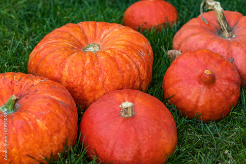 Six orange pumpkins lie on the green grass, side view from above