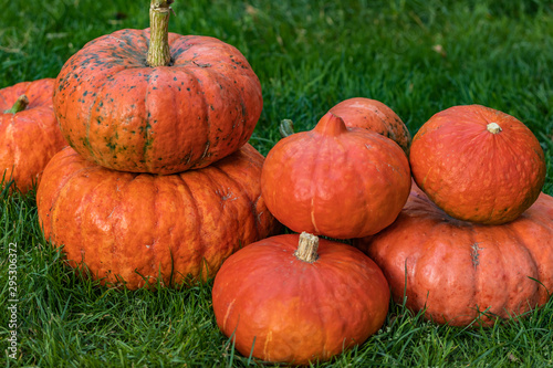 Eight orange pumpkins lie on the green grass, side view from above