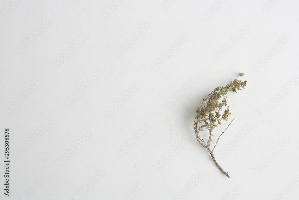 Obraz premium thyme branch on colorful background