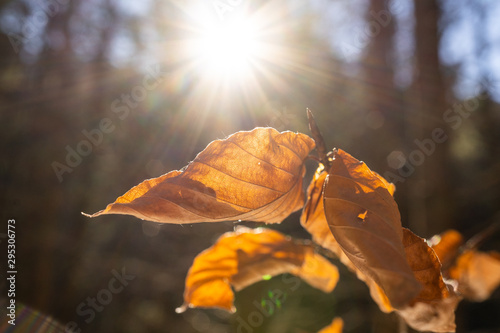 amazing brown leaf during sunset. macro photography of a leaf during fall in austria with a great sunset in the background. autumn leaf during sunset. brown leaf in autumn on a tree with the sun