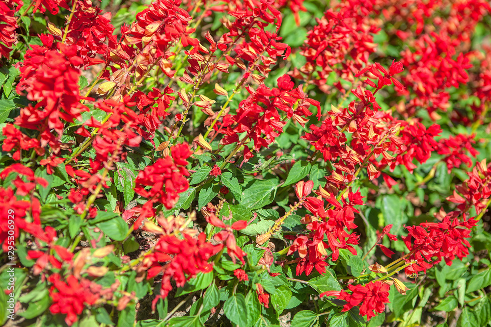 red salvia flowers growing in the park 