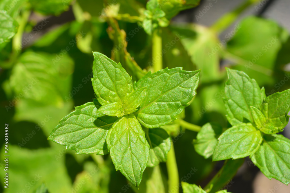 Mint leaves Mint leaves
