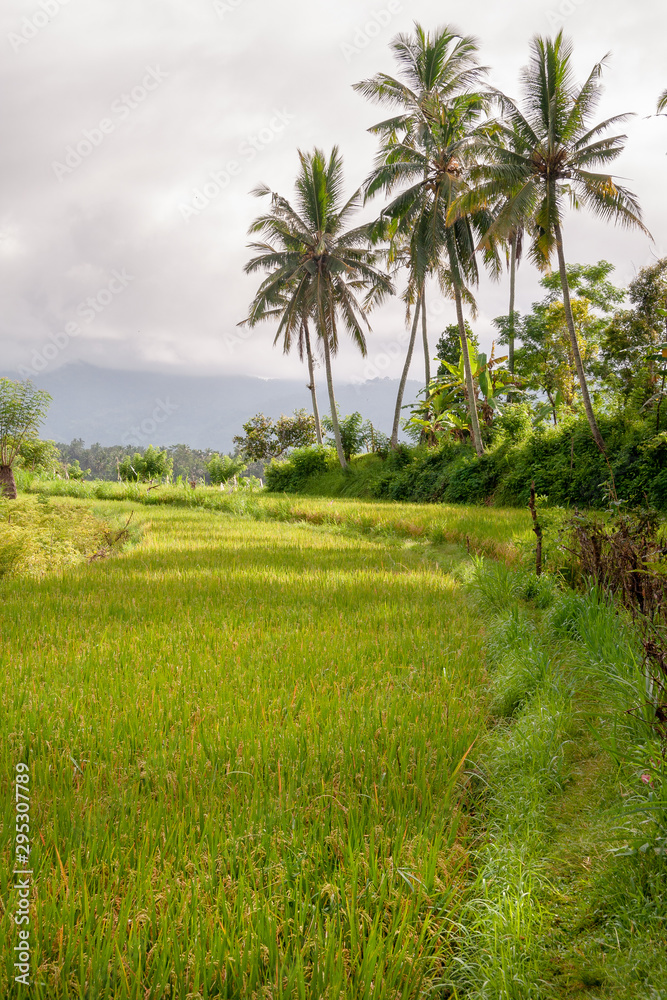 Rice fields in the neighbourhood of Tirta Gangga, Bali, IDN