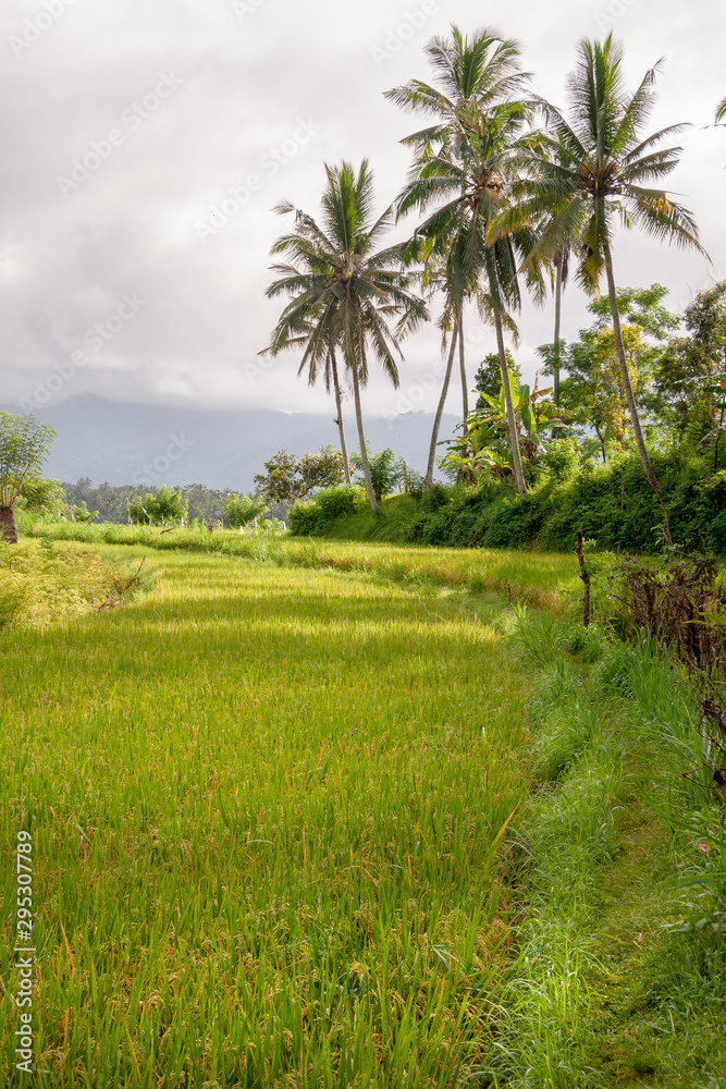 Rice fields in the neighbourhood of Tirta Gangga, Bali, IDN Rice fields in the neighbourhood of Tirta Gangga, Bali, IDN