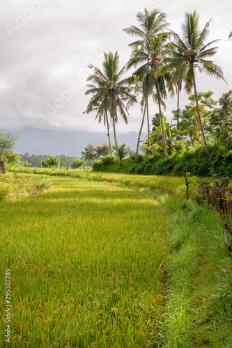Rice fields in the neighbourhood of Tirta Gangga  Bali  IDN