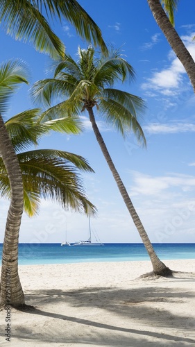 palm tree on the beach © Lovey