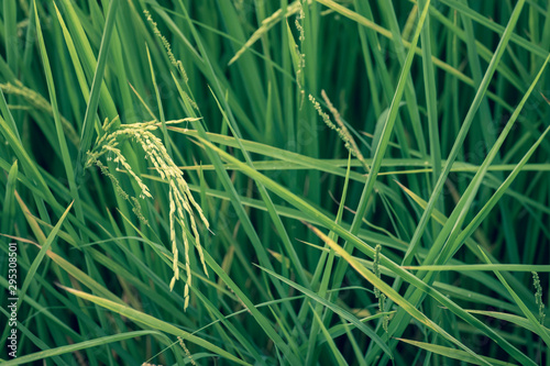 Rice grains in green fields in rural areas of Thailand