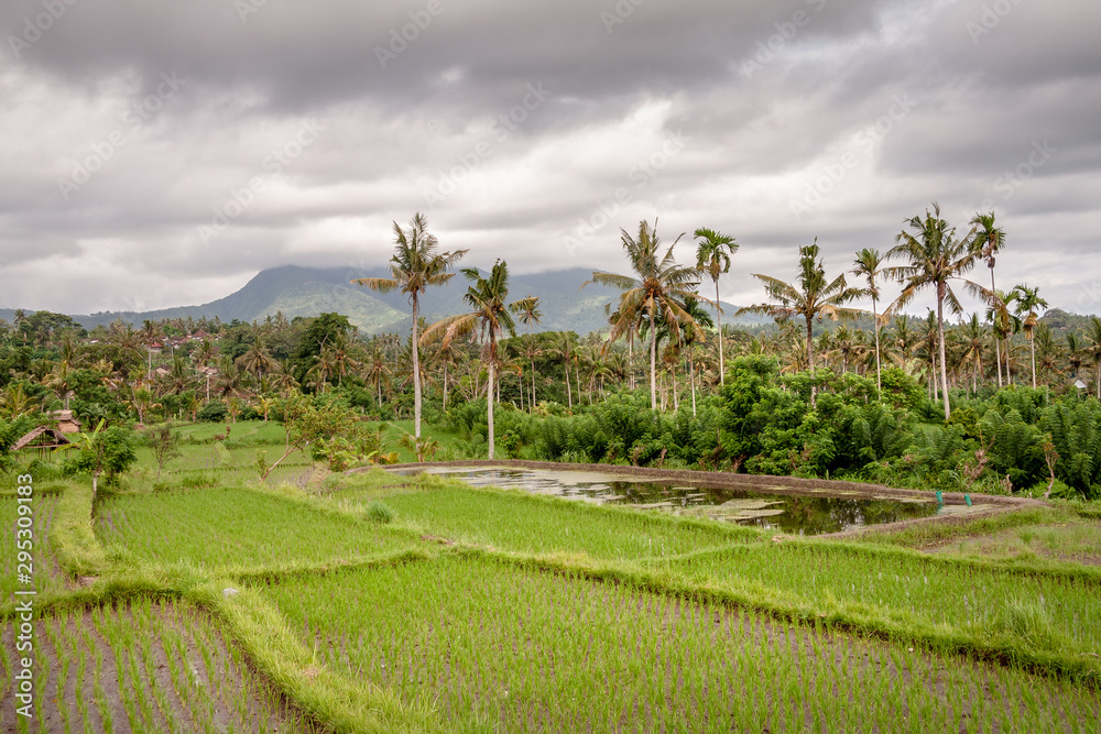 Rice fields in the Neigbourhood of Tirta Gangga, Bali, IDN Rice fields in the Neigbourhood of Tirta Gangga, Bali, IDN