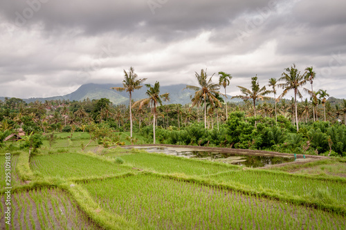 Rice fields in the Neigbourhood of Tirta Gangga, Bali, IDN