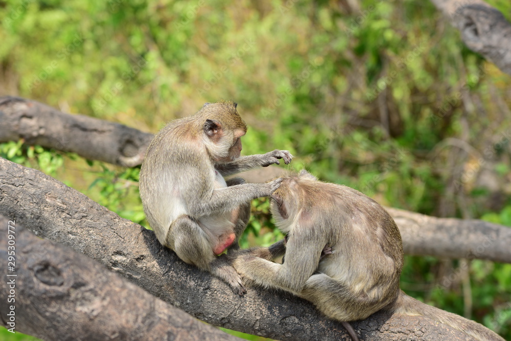 Monkey Asia  in Thailand