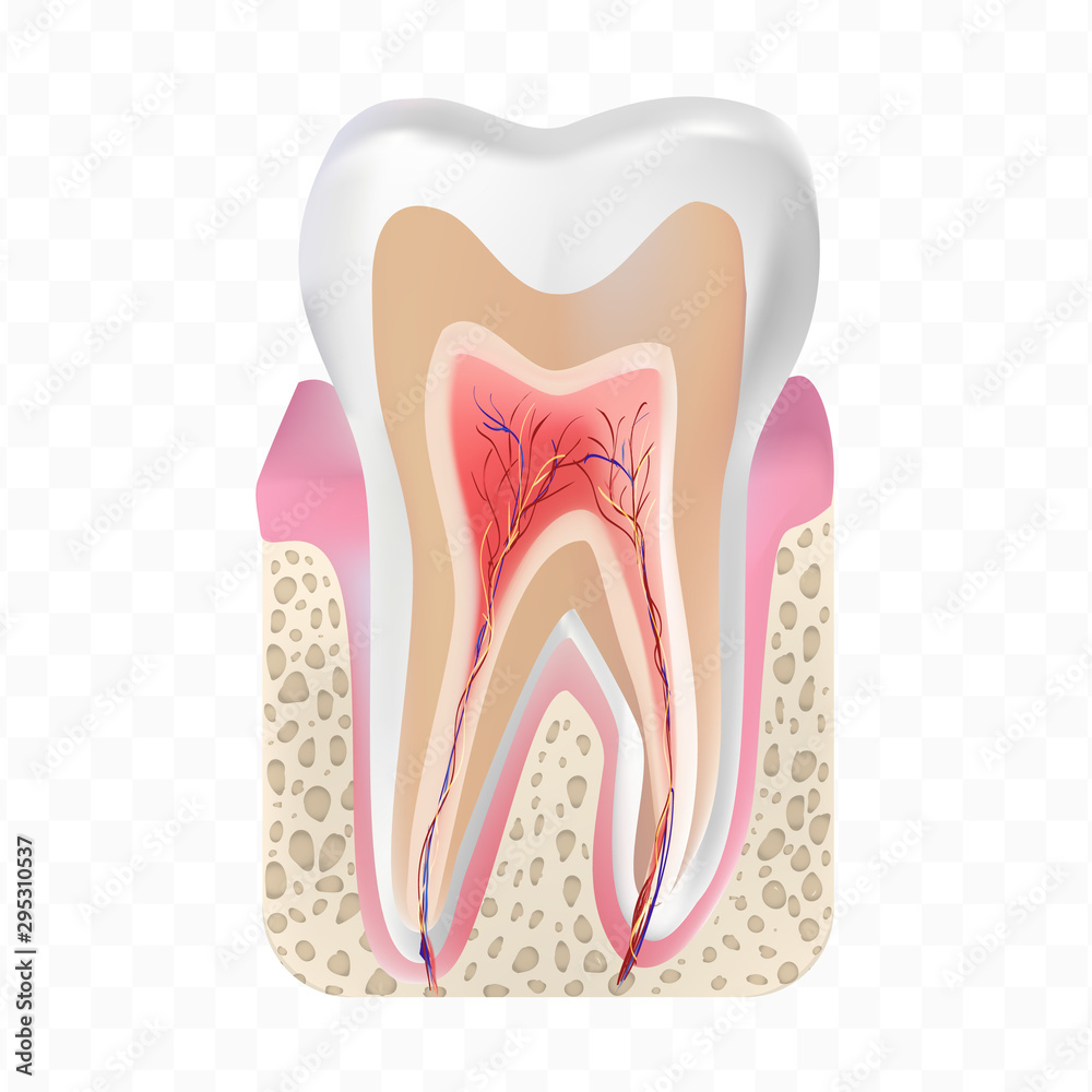 White tooth structure on transparent background. White tooth structure on transparent background.