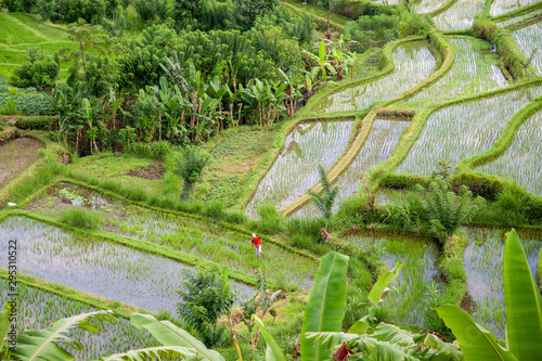 Rice fields in the Neigbourhood of Tirta Gangga, Bali, IDN