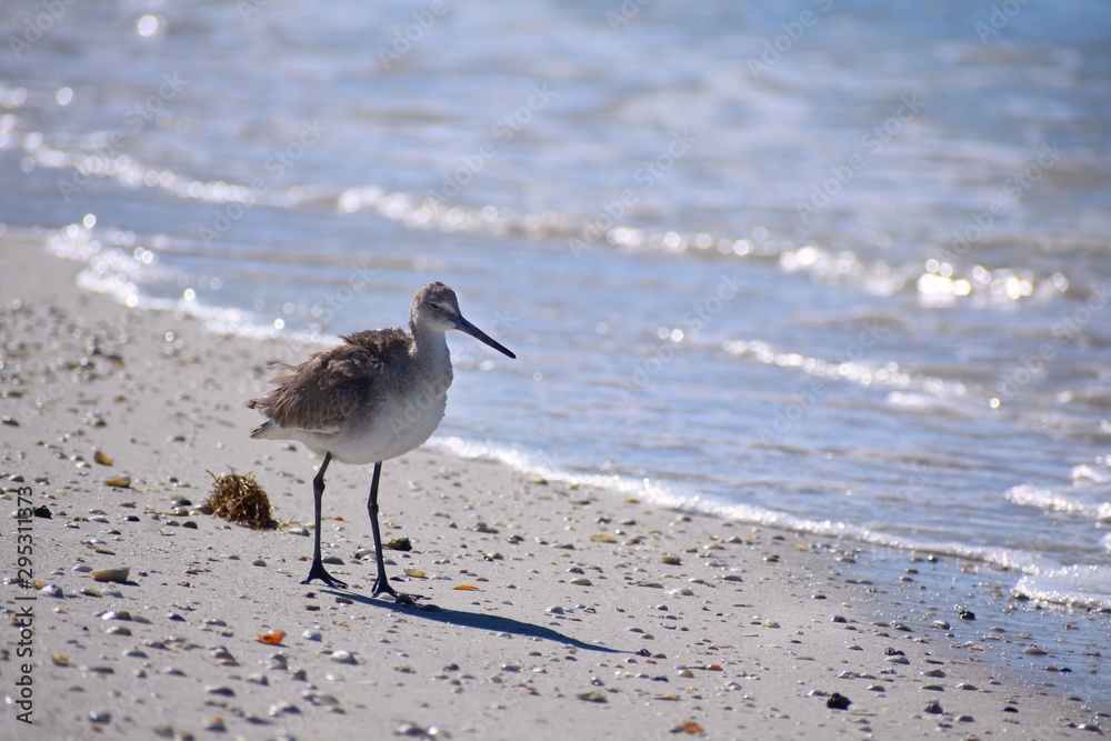 Background of a Sandpiper walking on the beach Background of a Sandpiper walking on the beach