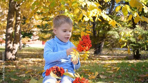 A child in the autumn Park plays and laughs merrily, he plays with yellow leaves and Rowan berries. Sunny autumn day in the Park. Outdoor entertainment