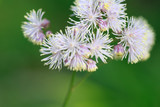 Blooming meadow-rue on the field on a summer day, close-up.